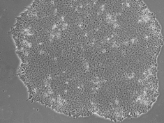 morphologie d'une colonie de cellules IPSCs